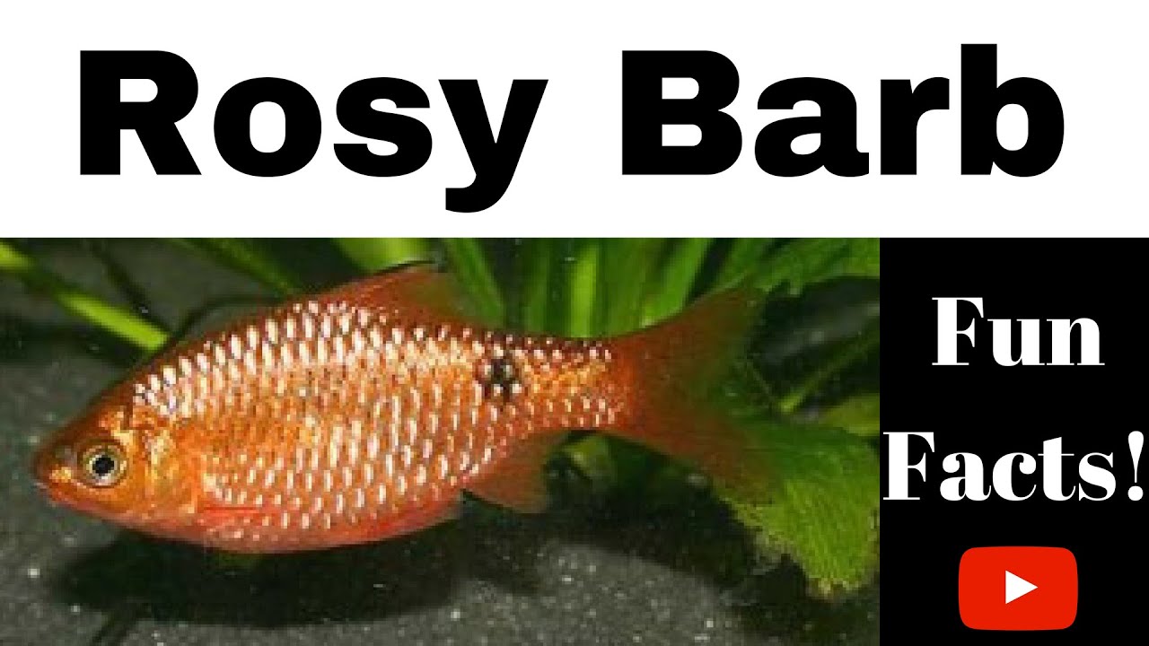 Rosy Barb Fun Facts