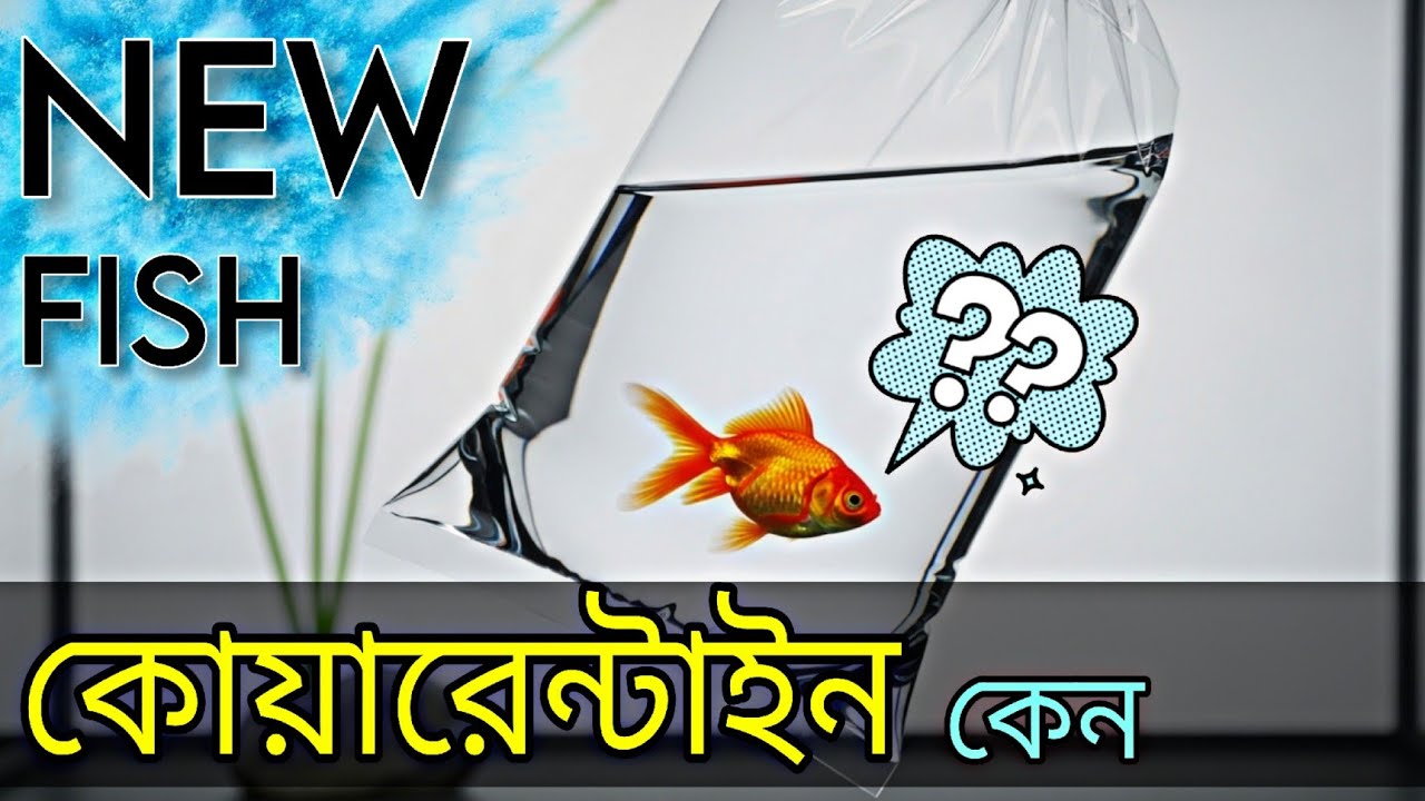 মাছ কিনে আনার পর এই ভুলটি করছেন না তো? Aquarium Quarantine & Acclimation Guide