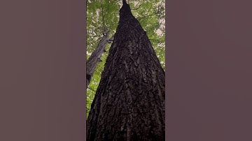 Improve your Video Cinematography with Generative Fill #ai