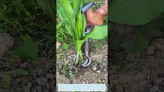 This Simple Tool Transplants Corn Without Damaging the Roots