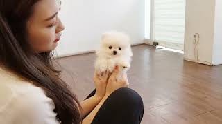 Top Cute Dog Compilation  Bichon Frise  Happy Puppies