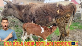 Download Lagu BIRINCHI QORINGA ONA BOLA SIGIR SOTILADI DEHQONDAN. MP3