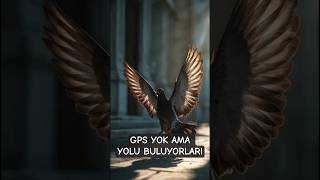 GPS YOK AMA YOLU BULUYORLAR! POSTA GÜVERCİNLERİ #bilgi #ilginçbilgi #keşfet #reels #hayvanlaralemi