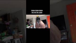 Nugget The Mynah Bird Evil Laugh