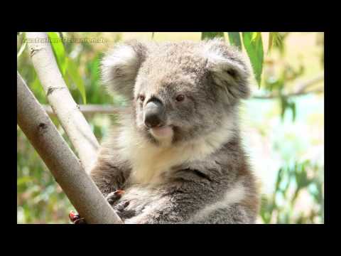Dub Koala 0.1.6 HD