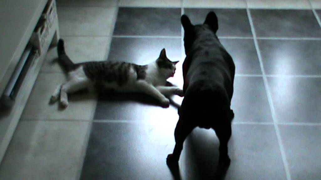 cat and dog fight YouTube