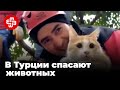 В Турции из-под завалов спасают животных | Мейдан ТВ