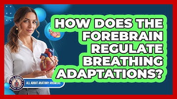 How Does The Forebrain Regulate Breathing Adaptations?