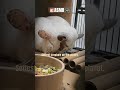They said 5 more minutes 3 hours ago 😭🐭 #shorts #cute #chinchilla #asmr #animals