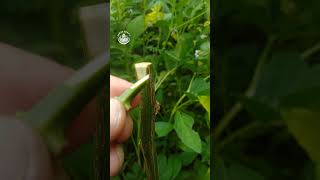 pepperplant grafting, how to grafting ep 619 #grafting #pepperplants #gardening