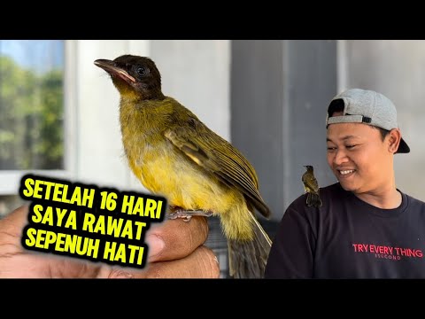 Update kutilang emas, bikin gemas dan bikin iri mas mas pecinta kutilang 😂😂😂