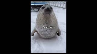 SEAL CORE   #shorts #short #hope #memes #seal