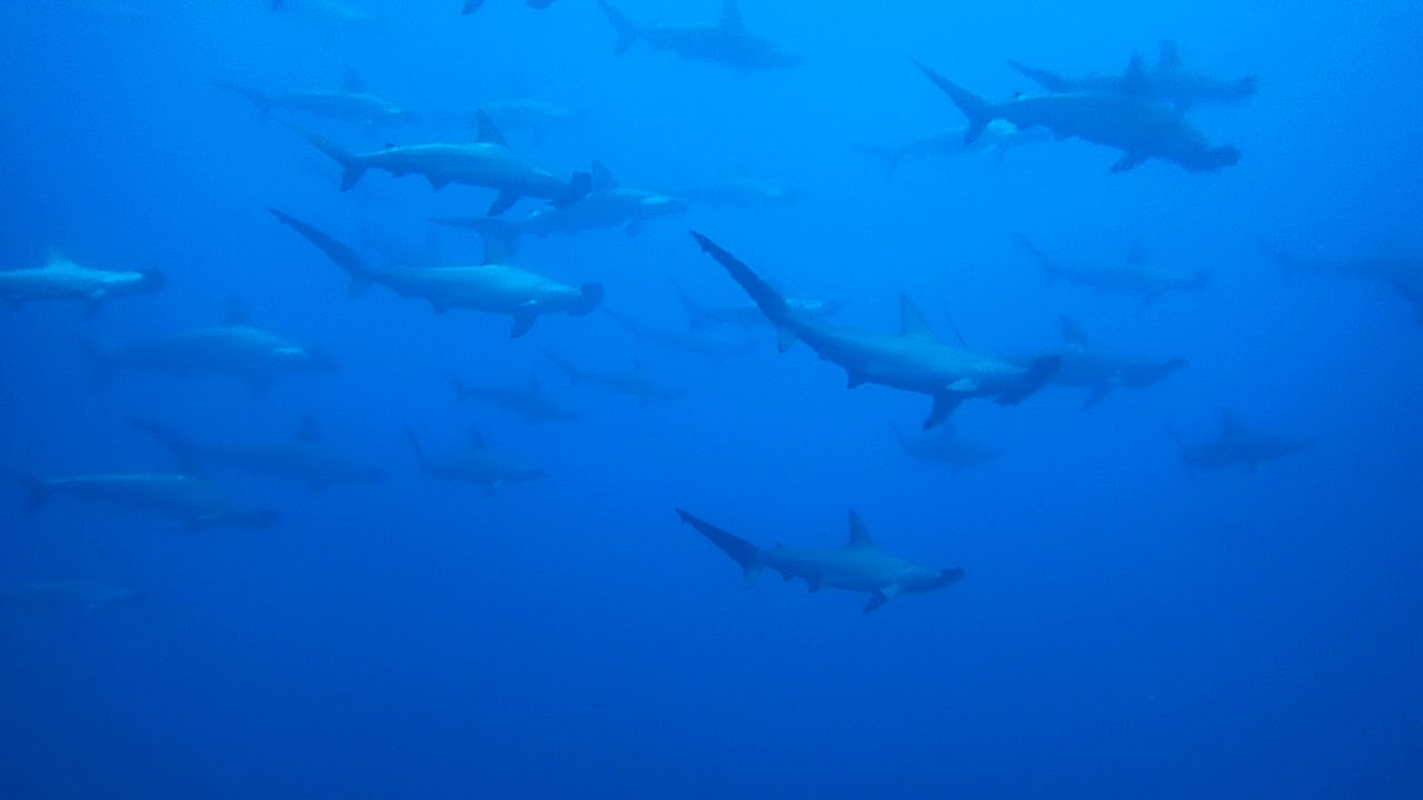 神子元ダイビングに必要なスキルレベルとは アリエス