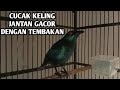 Suara cucak kelinag jantan gacor tembakan ropel