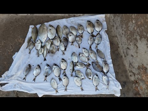 يوم جديد الاحد 15 9 2024 موسم خير أن شاء الله علي الجميع وظهور الشراغيش AhmedelgoharyChannel 