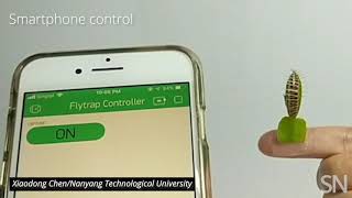 A Venus flytrap–based robotic grabber | Science News screenshot 2