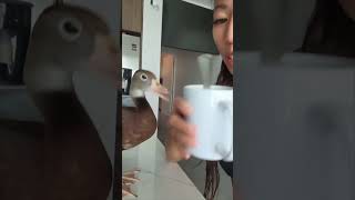 Duck's Daily Tussle with Owner's Morning Coffee