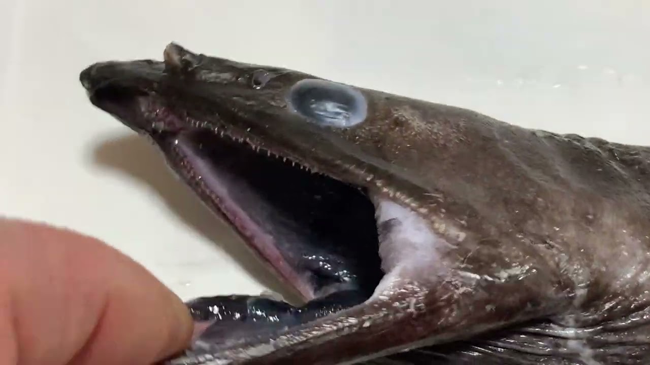 動画魚類図鑑NO.53 イラコアナゴ