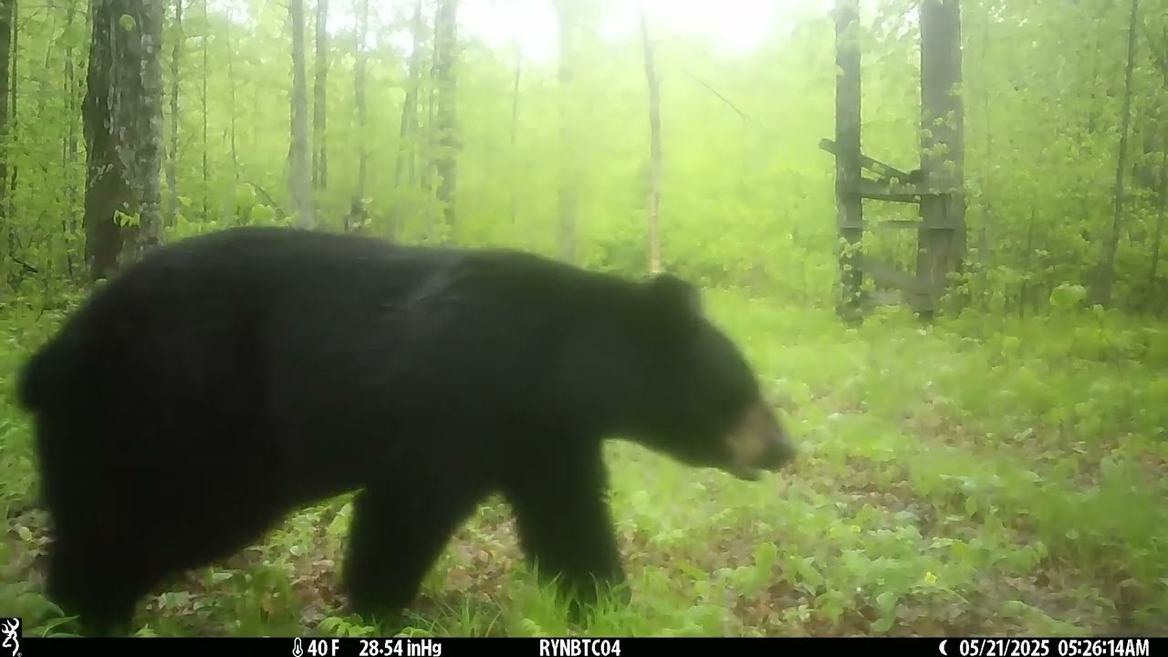 Sheet Stand - 5-14-2025 through 6-15-2025 (Browning Patriot)