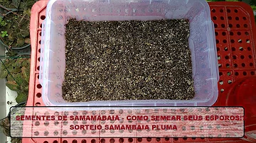 Como plantar esporos de samambaia?
