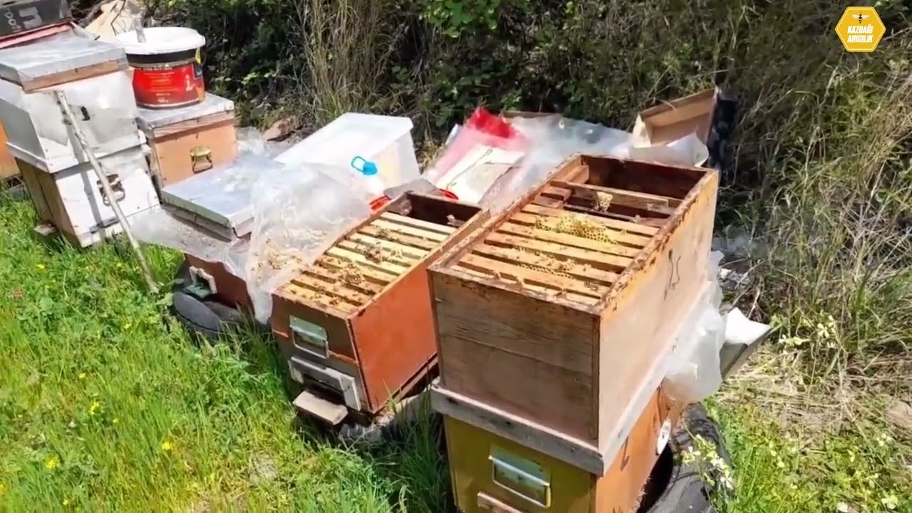 Bal Verimini Artırma "Üç Dört Kat Daha Fazla Bal Almanın Yolu