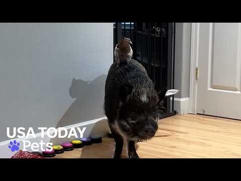 Watch Merlin the pig share his emotions and feelings