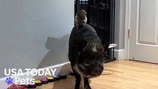 Watch Merlin the pig share his emotions and feelings
