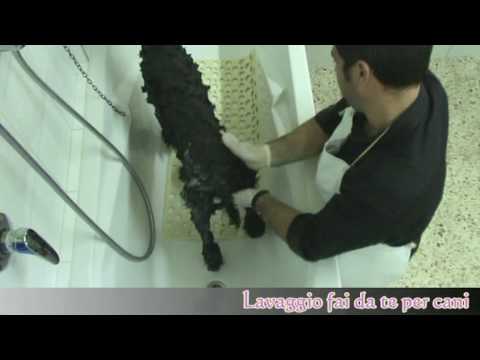 Lavaggio Fai-Da-Te e professionale per cani!!!.