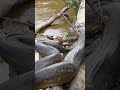 Inilah 3 Alasan Mengapa Anaconda Cuman Hidup Di Hutan Amazon #shorts