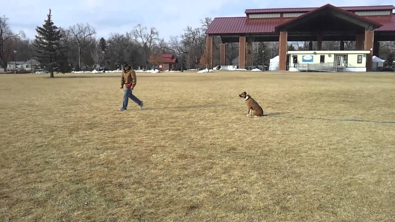 Burton after 2-week Board and Train