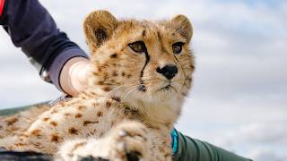 Dangerous Leopard Relocated After Farm Attack (4K Documentary)