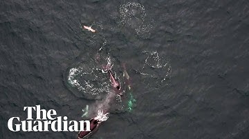 Whales and dolphins seen hunting together off British Columbia