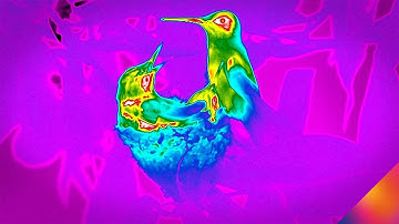 FLIR Thermal Hummingbirds | High Speed Research & Science Camera