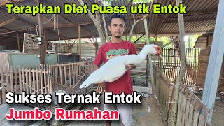 Sukses Ternak Entok Jumbo Rumahan