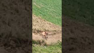 sensación térmica 40°. Piñeiros Valdés Asturias. caballos. embarazada. insectos tábanos. agua quema