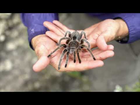 10 Biggest Spiders In The World thumbnail