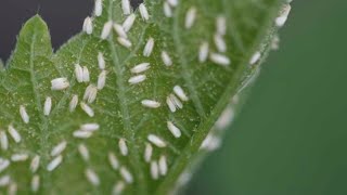 Rycar Affect on Whitefly
