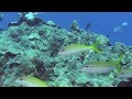 Tonga Reef Life: Banded Sea Snakes, Shape Changing Octopus, Colorful Fish