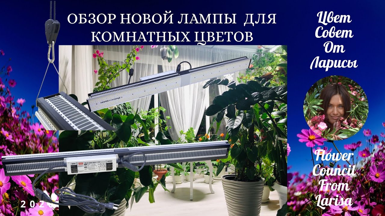 КОМНАТНЫЕ РАСТЕНИЯ | ОБЗОР ЛАМПЫ MARS HYDRO SP250 ДЛЯ РАСТЕНИЙ 4К