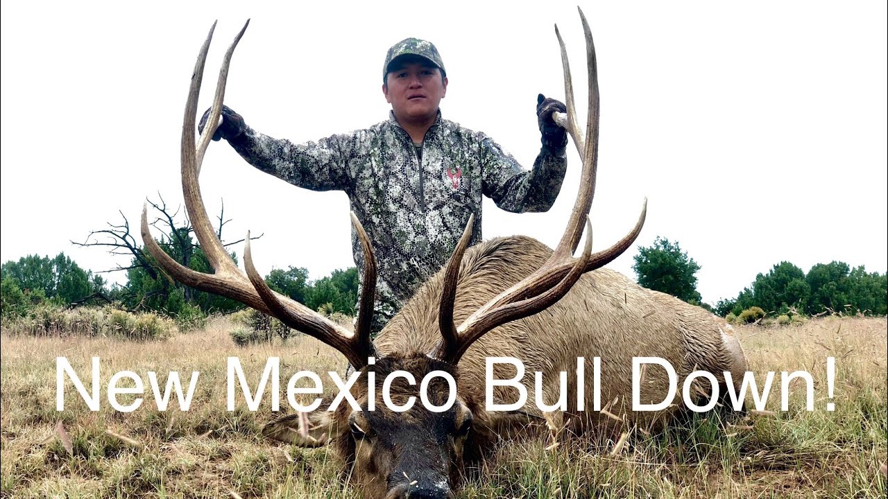 Zuni, New Mexico Rifle Elk Hunt YouTube