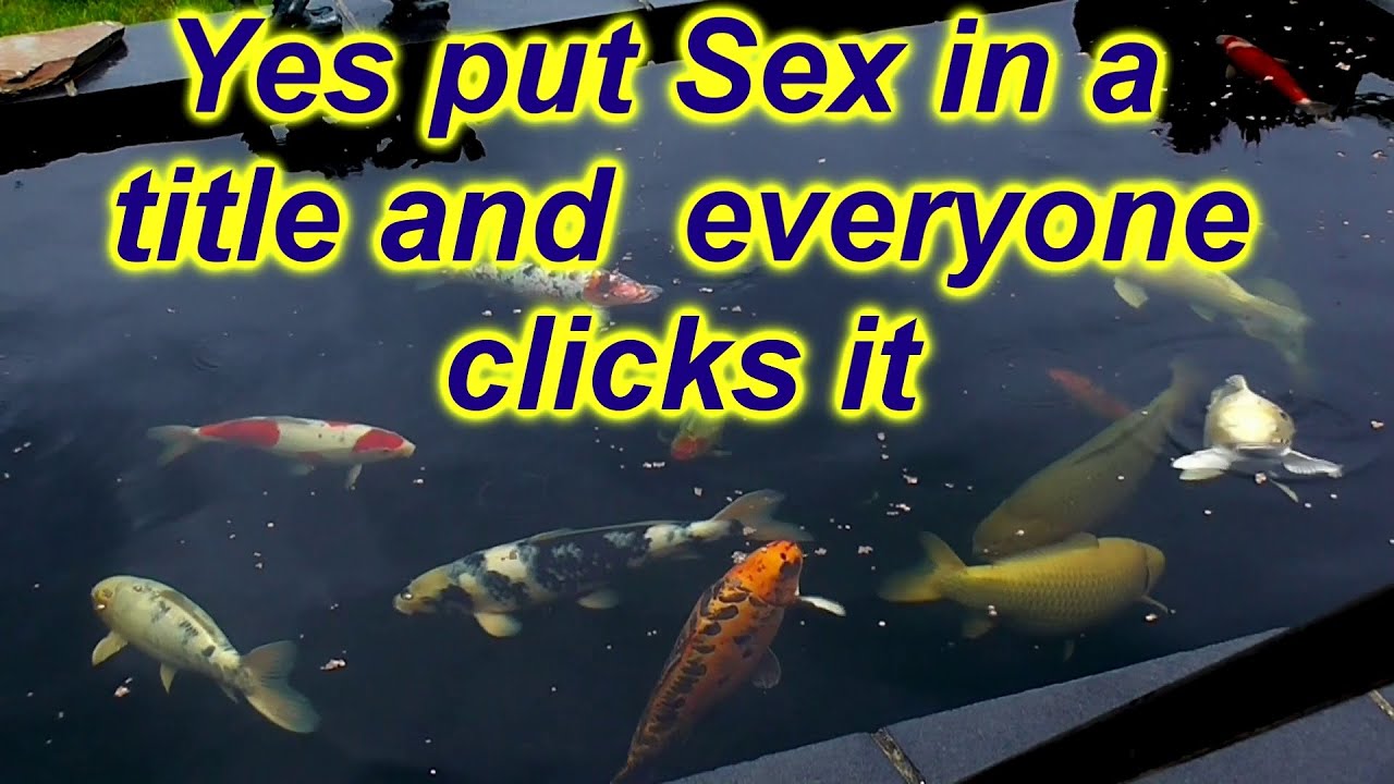 ***DIY KOI POND FILTERS***PLANTS TO FILTER YOUR POND WATER***KOI FISH