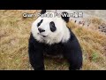 March 2026 Giant Panda Fu Wan福菀 S New Video