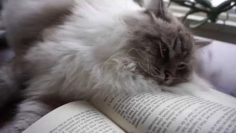 Watch the video about Cat Life - Beautiful Siberian Kitty Relaxing Day