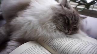 Cat Life - Beautiful Siberian Kitty Relaxing Day by Da Chilling Cats 2,445 views 7 years ago 24 seconds