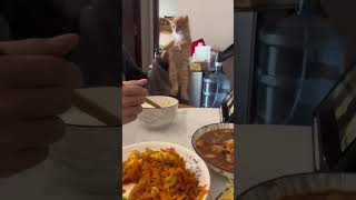 Funny Pets funny cats fighting 4054