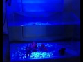 15w Ultra Blue Fish Tank LED Light bulb, Grassy Ledio