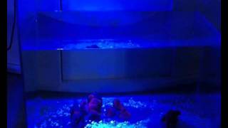 15w Ultra Blue Fish Tank LED Light bulb, Grassy Ledio