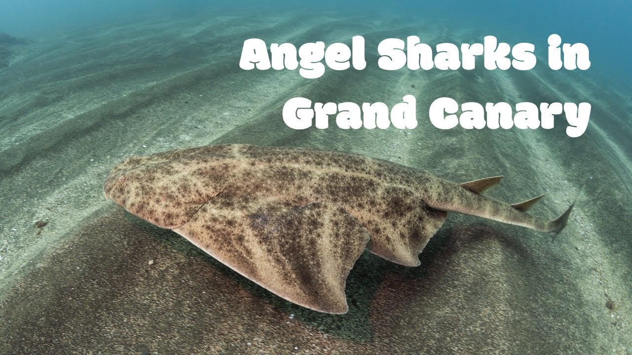 Scuba diving with angle sharks in El Cabrón Marine Reserve