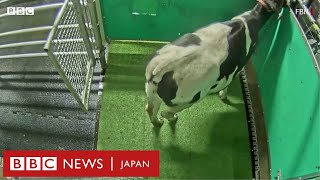 牛にトイレのしつけ　温室効果ガスの削減狙い