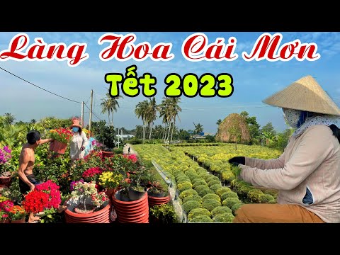 Video LÀNG HOA CÁI MƠN BẾN TRE Tết 2023 Chuẩn Bị Khoe Sắc,... - youtube